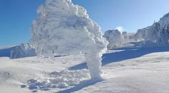 Karla kaplı yaylada ağaçlar buz tuttu