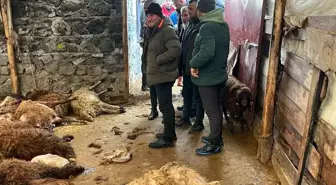 Kars'ta kurt dehşeti: Aç kurtlar 130 koyunu telef etti