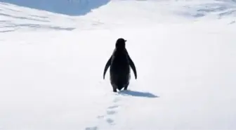 Nihilist penguen belgeseli izle (Türkçe dublaj) Nihilist penguen belgeseli nereden, nasıl izlenir? Nihilist penguen hikayesi nedir?