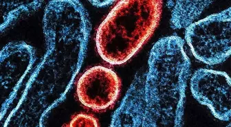 Nipah virüsü nedir, nasıl yayılıyor, ne kadar tehlikeli?