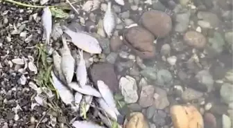 Tekirdağ Malkara'da barajda balık ölümleri tedirgin etti