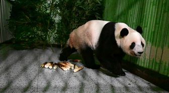 Albüm: Japonya'daki Son İki Dev Panda Çin'e Döndü