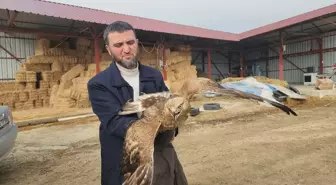 Amasya'da yaralı halde bulunan kızıl şahin tedaviye alındı