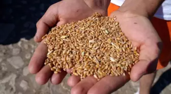 Bayburt'ta 2 bin 570 işletmeye 67 bin 294 çuval yem desteği verilecek