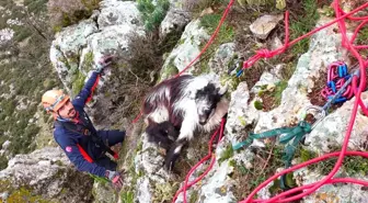 Dağda mahsur kalan keçi ekiplerce kurtarıldı