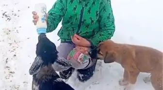 Fırtınada kaybolan kuzu 3 gün sonra sağ bulundu