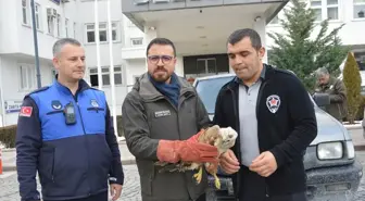 Havza'da yaralı bulunan şahin koruma altına alındı