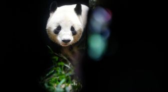 Japonya'daki Son İki Dev Panda Çin'e Döndü