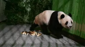 Japonya'daki son iki dev panda Çin'e döndü