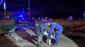 Nevşehir'de büyükbaş hayvan hırsızları jandarmadan kaçamadı