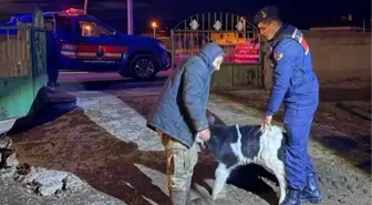 Nevşehir'de buzağı çalan 5 şüpheli tutuklandı