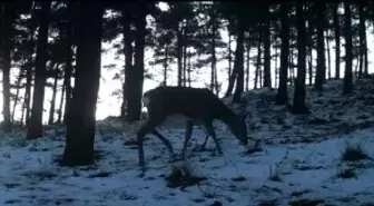 Tekirdağ'da Ganos Dağı'nda yaban hayatı fotokapana yansıdı