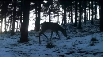 Tekirdağ'da Ganos Dağı'nda yaban hayatı fotokapana yansıdı