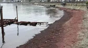 Tekirdağ'da lodos nedeniyle sahilin bir kısmı kırmızı yosunla kaplandı