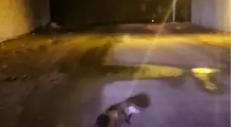 Yol ortasındaki su samuru görüntülendi