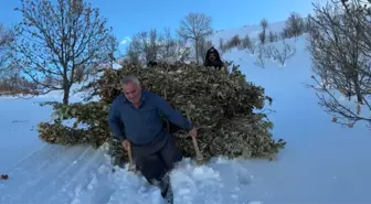 Bitlis'te besiciler, karda kızakla hayvanlarına ot taşıyor