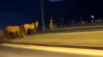 Bolu'da yılkı atları D-100'e indi: Orta refüjde otladılar