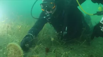 İzmit Körfezi'nin girişi noktası Eskihisar'da deniz canlısı pinalar görüntülendi