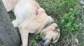 Kangal köpeği tüfekle vurularak öldürüldü: 1 gözaltı