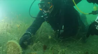 Kocaeli Büyükşehir Belediye Başkanı Büyükakın, Gebze Eskihisar'da dalış yaptı