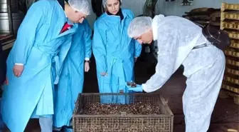 Mama hammadde üretim tesisinde inceleme