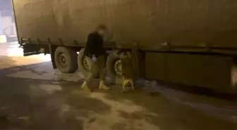 TIR'daki 51 kilo esrarı 'Mailo' buldu