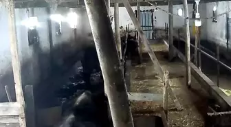 Tokat'ta ahırın çatısı çöktü