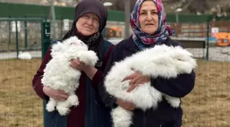 3 asır önce nesli tükenmişti! Yeniden anavatanında yetiştiriliyor
