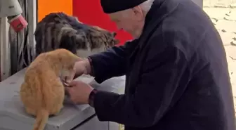 Yaşlı adamın sokak kedilerine şefkati yürekleri ısıttı