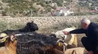 6 ŞUBAT DEPREMLERİNİN ÜÇÜNCÜ YILI - Depremde hayvanlarını kaybeden üretici, devlet desteğiyle yeniden sürü sahibi oldu