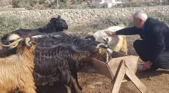 6 ŞUBAT DEPREMLERİNİN ÜÇÜNCÜ YILI - Depremde hayvanlarını kaybeden üretici, devlet desteğiyle yeniden sürü sahibi oldu