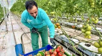 Ağrı'da, jeotermal serada üretilen ürünler Avrupa pazarına açılıyor