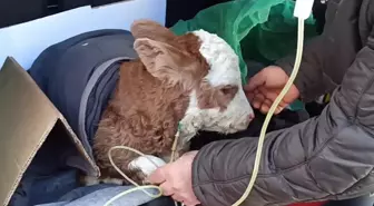 Buzağıya otomobilin bagajında serum tedavisi