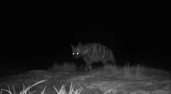 Hatay'da çizgili sırtlan ve dağ ceylanı fotokapanla görüntülendi