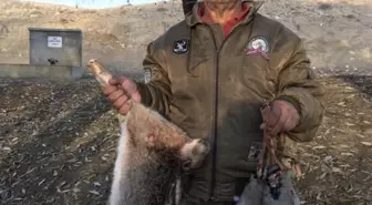 Kangal cinsi köpeği av tüfeğiyle vurarak öldürdüğü iddia edilen şüpheli tutuklandı