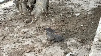 Kayganlaşan yolda kontrolden çıkan motosiklet ağaca çarptı: Kurye hayatını kaybetti