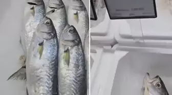 Markette satılan balığın fiyatını duyunca büyük şaşkınlık yaşadı