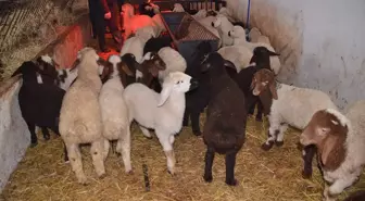 Muş'ta 'sütçü koyunlar' ilk kuzularını dünyaya getirdi