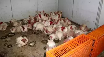 Sakarya'da tavuk çiftliğine biyogüvenlik kısıtlaması