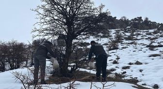 Batman'da yaban hayvanları için doğaya yem bırakıldı