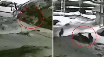 Görüntü Türkiye'nin bir ucundan: Sahibi köpeğin yakarışlarını duymayınca acı son kaçınılmaz oldu