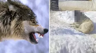 Görüntüye tepki yağıyor: Kurtla boğuşan kangalın son haline bakın