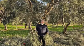 İncir ve Zeytin Bilimsel Araştırmalar Akademisi'nden yeni proje