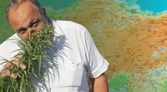 Karar Resmi Gazete'de: 21 ilde kenevir üretimine onay çıktı
