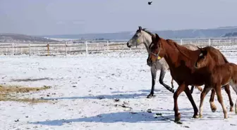 Malatya'da 2026 şampiyon adayı taylar dünyaya gelmeye başladı