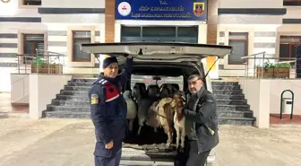 Sahte para ile hayvan alarak besiciyi dolandıran şahıslar yakalandı