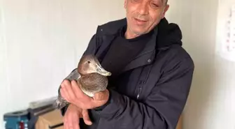 Şantiyede yaralı halde bulduğu ördeğe çocuğu gibi baktı