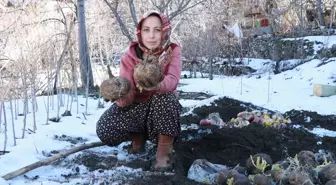 Sebzelerin tazeliğini toprak altında saklayarak koruyorlar