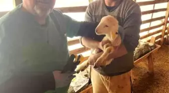 Tarım Müdürlüğü'nden Sazlı'da hayvan sağlığı mesaisi