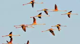 Adana, Hatay, Mersin, Kayseri, Osmaniye ve Niğde'de 287 bin 254 su kuşu sayıldı